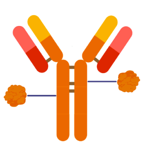 Antibody-Drug Conjugate ADC Diagram