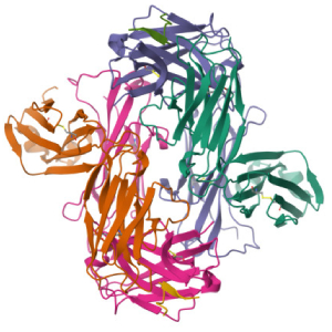 Immunotherapies and Vaccines